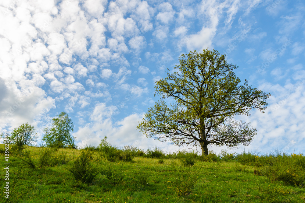 Single Oak Tree in Green Field, Spring Landscape, Germany Single Oak Tree in Green Field, Spring Landscape, Germany