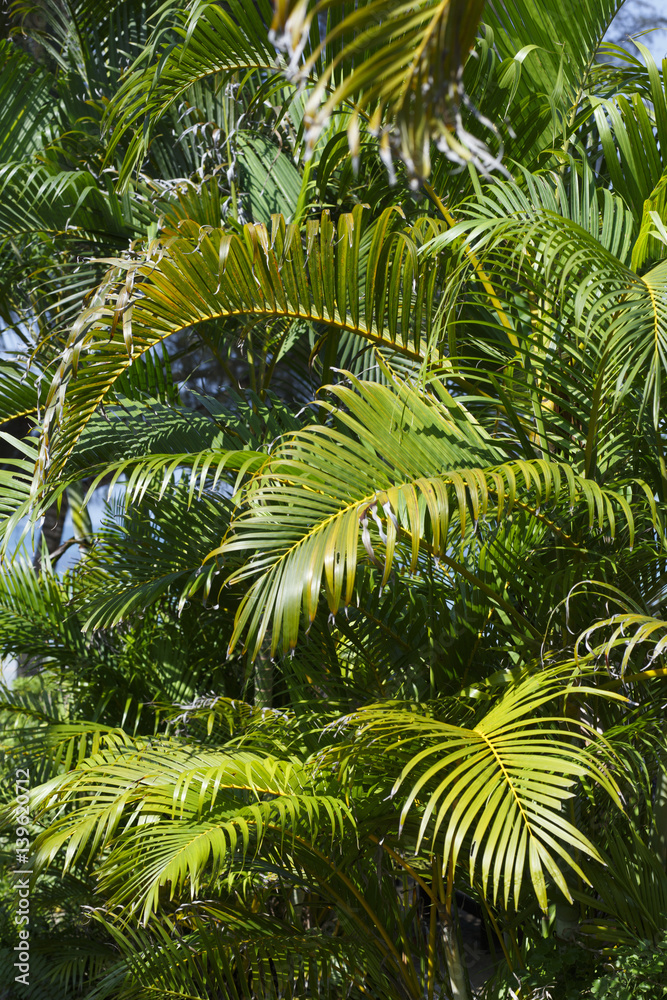 Fototapeta premium background of palm leaves