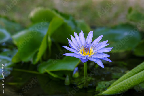 Purple water lily closeup