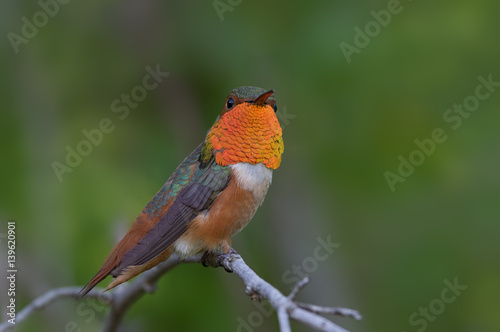 Image of a male Allen's hummingbird perched. © angeldibilio