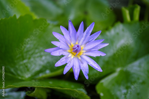 Purple water lily closeup