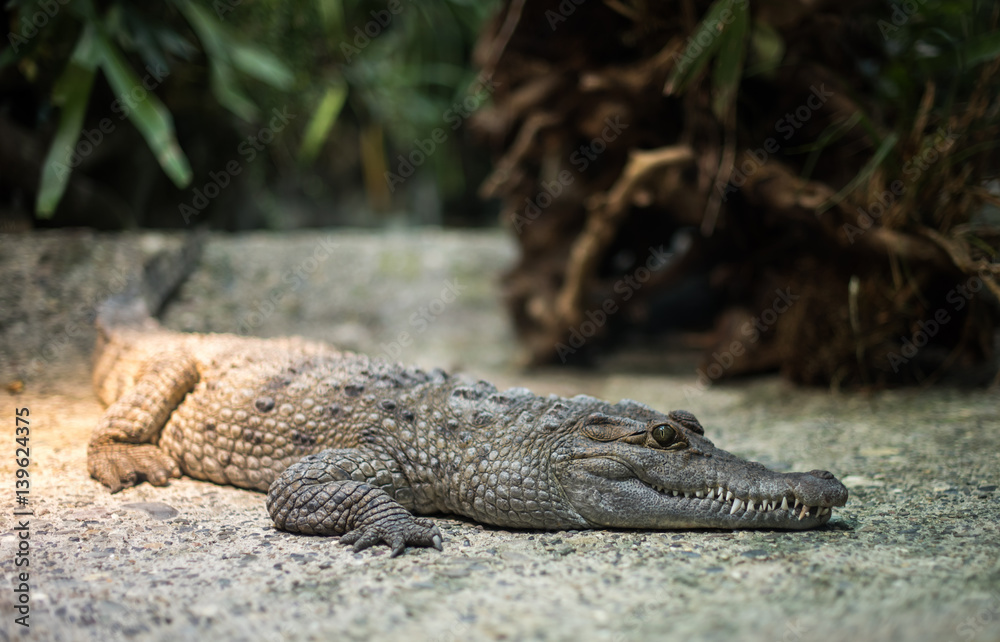 Obraz premium Crocodile