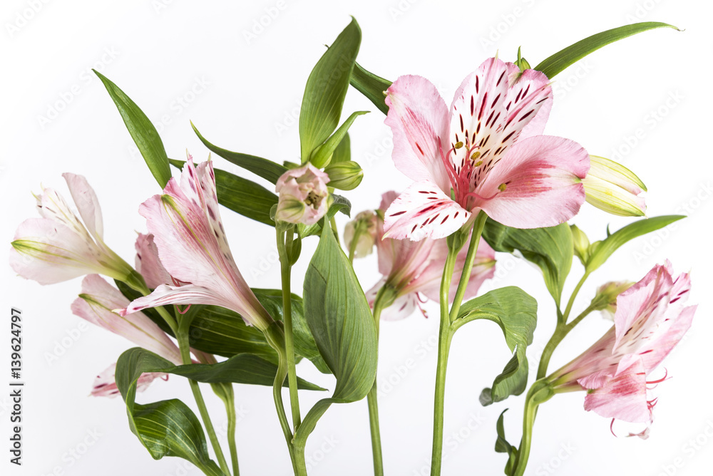 Alstroemeria, the white background Stock Photo | Adobe Stock