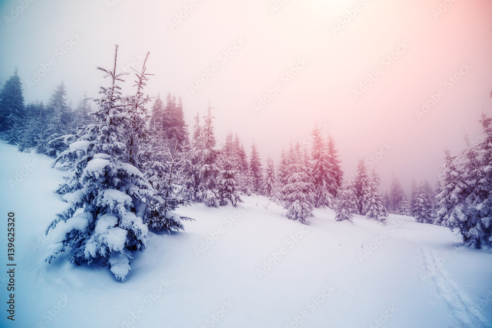 Obraz premium Fantastic wintry landscape
