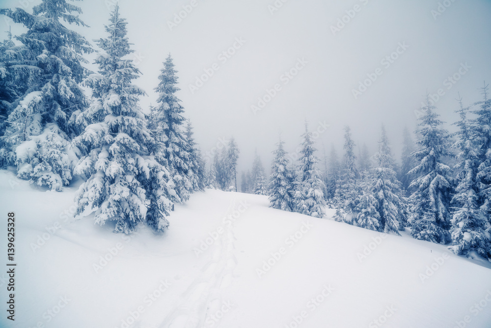 beautiful wintry landscape