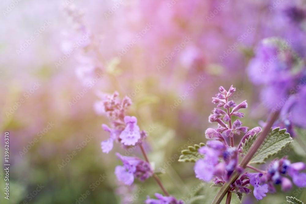 Naklejka premium Katzenminze im Sonnenlicht