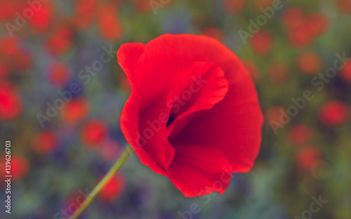 wild  flower poppy. Remembrance Day.