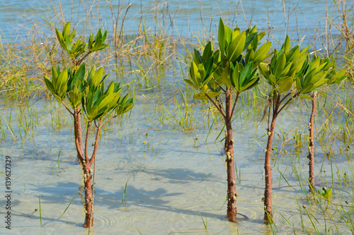 Mangrove restoration on Tampa bay  Florida