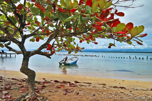 Sea-almond tree with falling leaves  photo