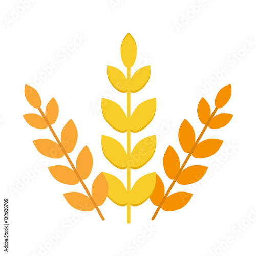 Ears of wheat agriculture food natural vector illustration barley field harvest wheat seed bread isolated organic crop cereal rye healthy growth