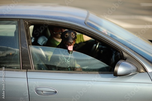 Doberman dog poked his muzzle out of the car window