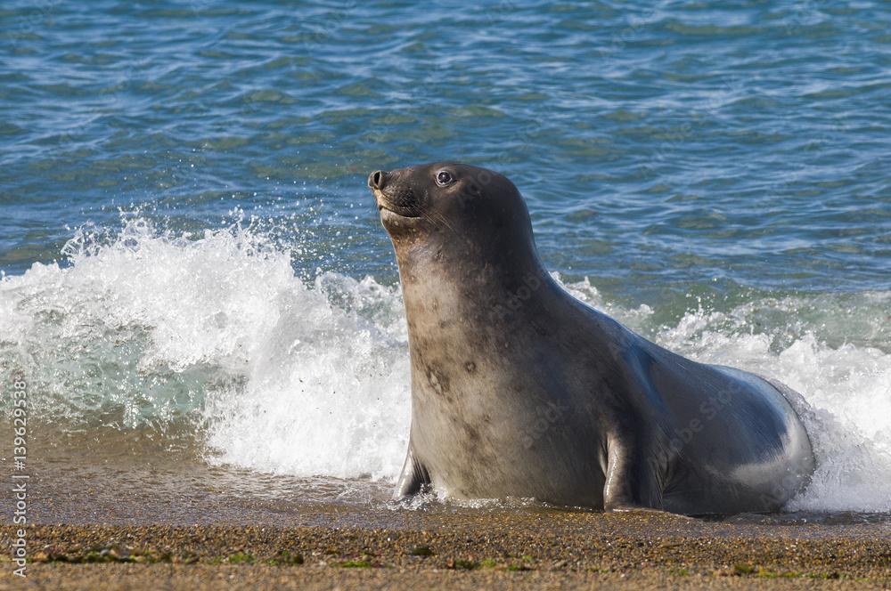 Naklejka premium Elephant seal, Patagonia, Argentina
