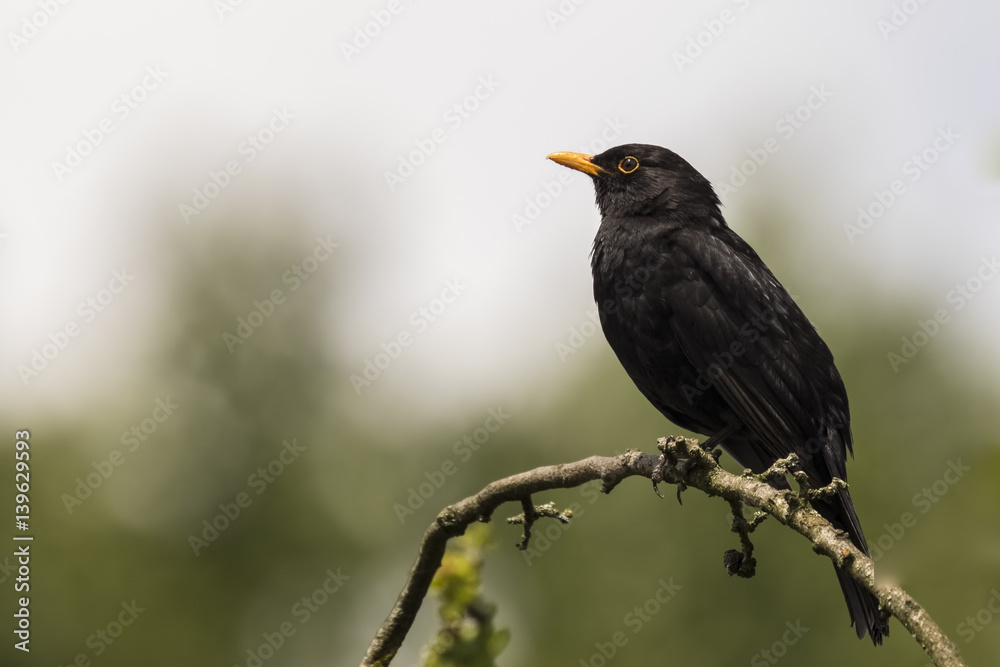 Fototapeta premium Blackbird (turdus merula) singing in a tree