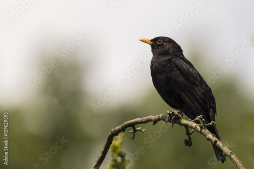 Blackbird (turdus merula) singing in a tree © Sander Meertins