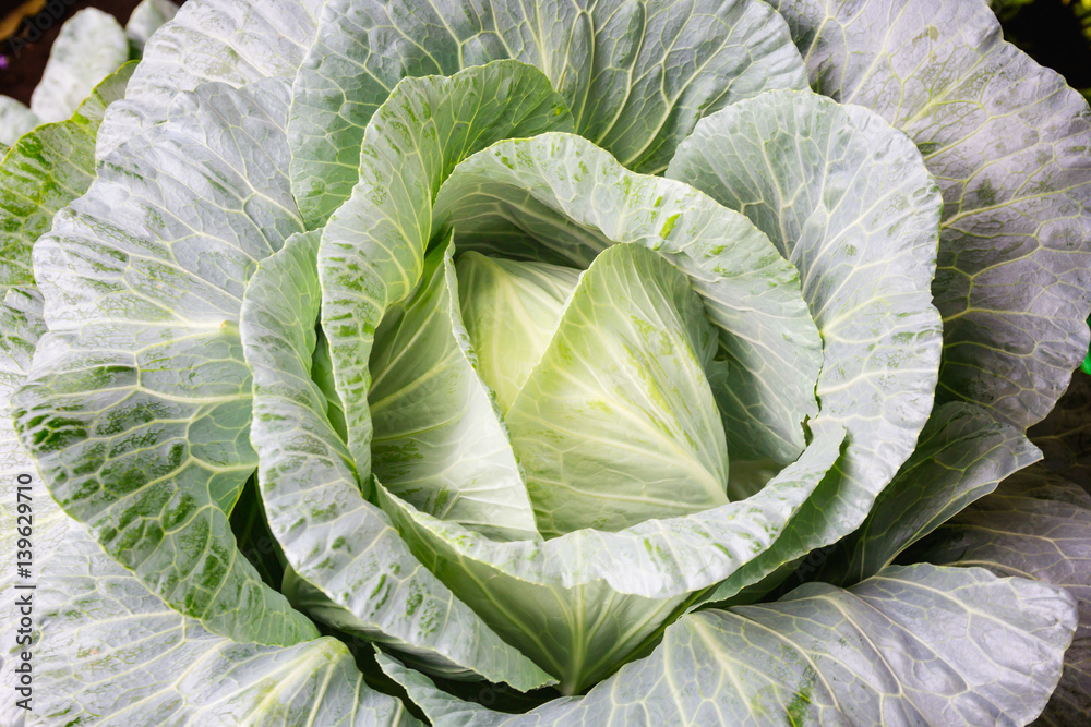 Fototapeta premium Cabbage in the garden.