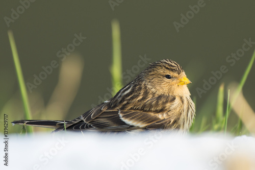 Twite (Carduelis flavirostris) bird closeup photo