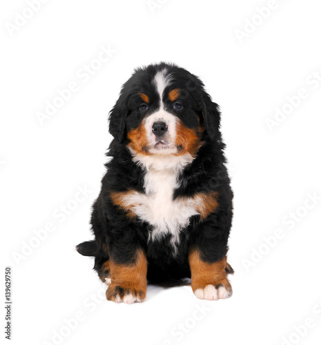 Puppy Bouvier Bernese mountain dog on white background