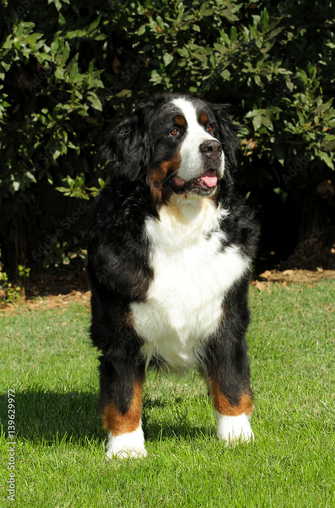 Bouvier Bernese mountain dog portrait Bouvier Bernese mountain dog portrait