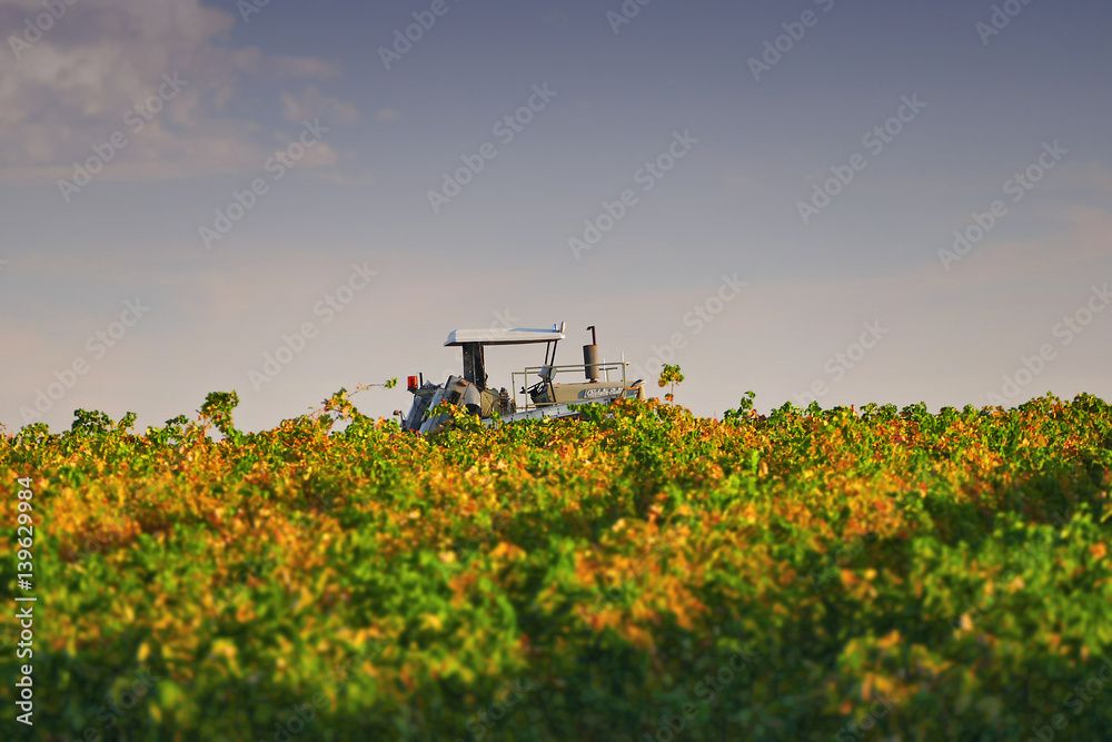 Fototapeta premium Sultana grape drying racks. Location: Filmed Mildura Region