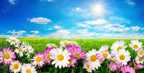 Blumen, grüne Wiese und blauer Himmel mit strahlender Sonne © Smileus