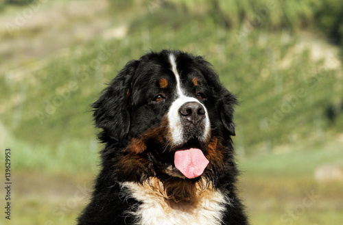 Bouvier Bernese mountain dog portrait