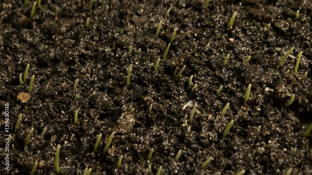 Growing Wheat Seeds Agriculture Timelapse Growing Wheat Seeds Agriculture Timelapse