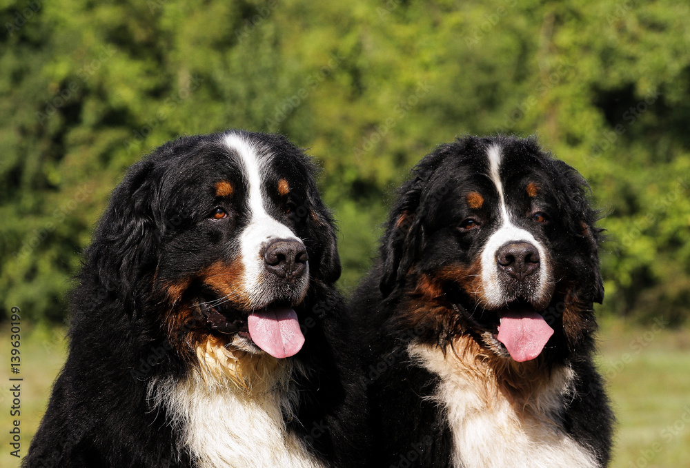 Two Bouvier Bernese mountain dogs.