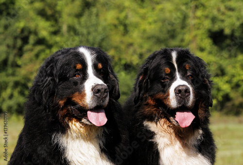 Two Bouvier Bernese mountain dogs. © Ricant Images