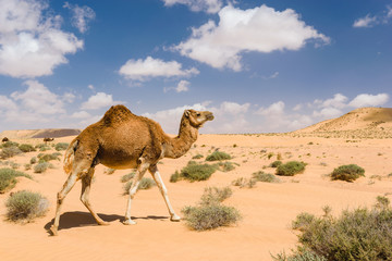 Fotobehang Kameel Dromedaris in Marokkaanse Wadi Draa  © Julian Schaldach