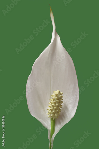 Fototapeta Naklejka Na Ścianę i Meble -  peace lily plant flower