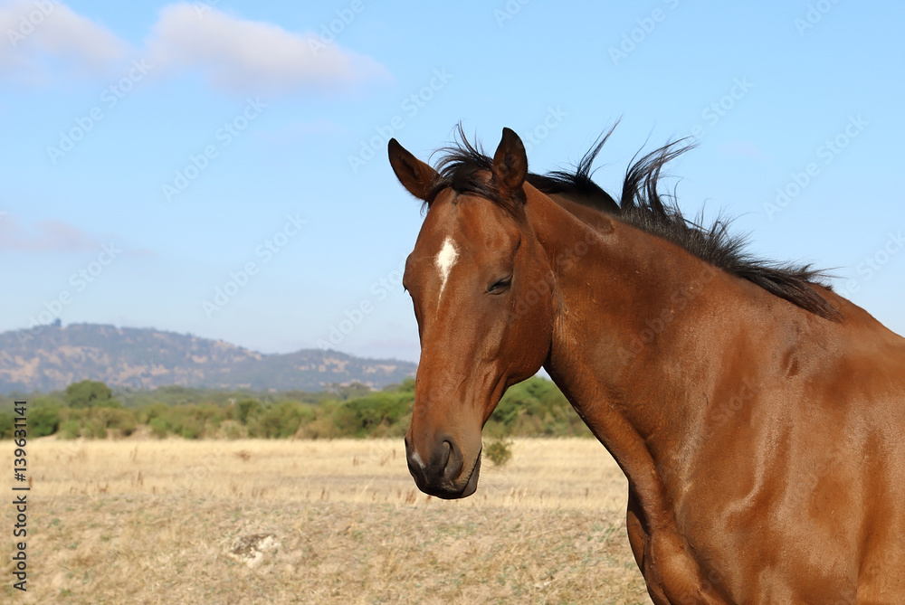 Beautiful horse on a farm, Victoria, Australia Beautiful horse on a farm, Victoria, Australia