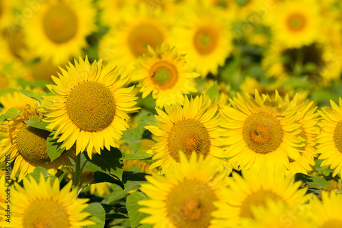 summer sunflower field scene