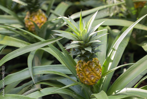Pineapple, Ananas comosus, growing on plant with selective focus photo