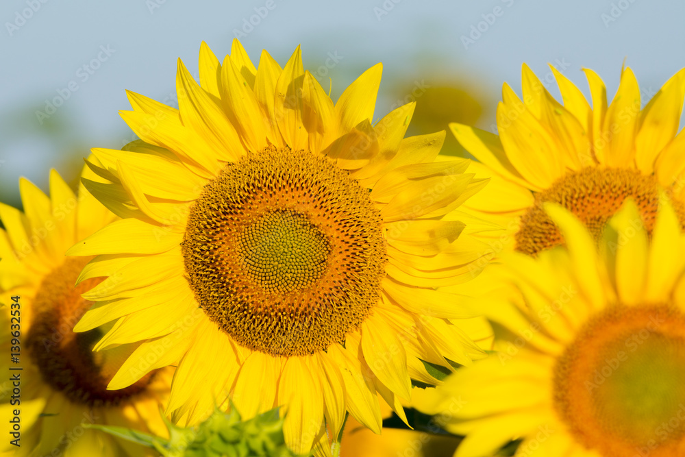 summer sunflower field scene