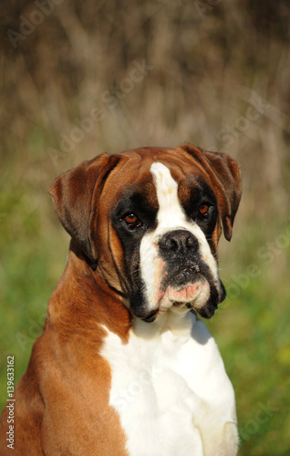 Portrait of dog breed boxer © Ricant Images