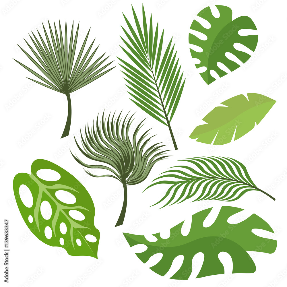 Set of exotic leaves from palm trees or tropical trees. Vector, illustration in flat style isolated on white background EPS10