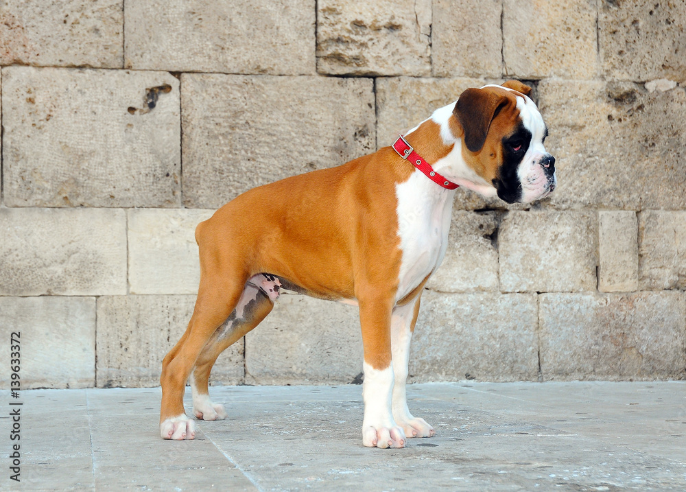 Portrait of puppy dog breed boxer Portrait of puppy dog breed boxer