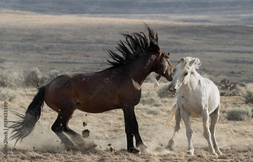 Wild Horses Wild Horses