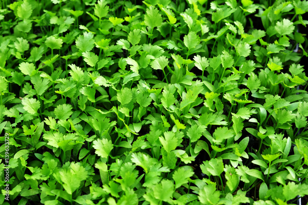 Coriander seedlings Coriander seedlings