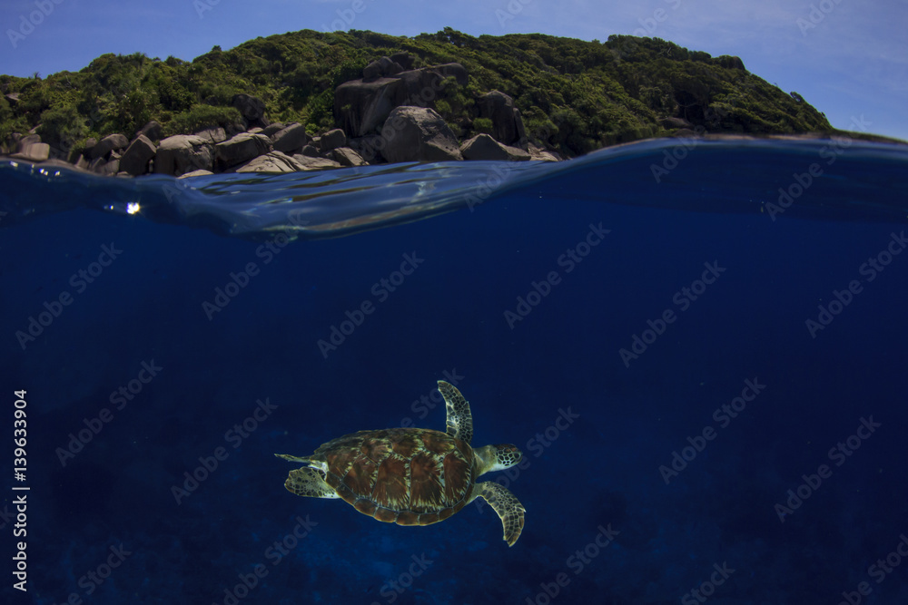 Sea Turtle over under split photo half and half