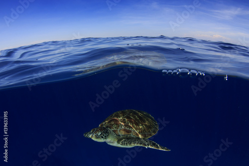 Sea Turtle underwater with ocean surface and sky