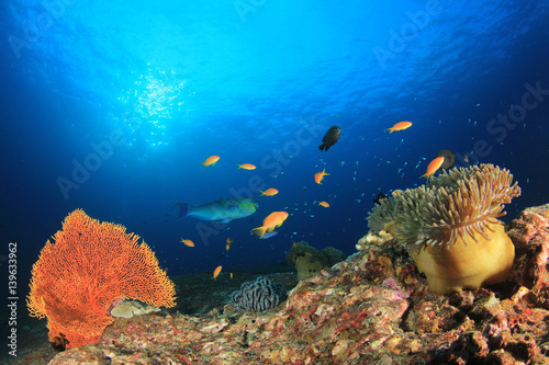 Fototapeta Naklejka Na Ścianę i Meble -  Underwater coral reef and fish in ocean