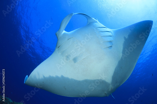 Manta Ray comes to cleaning station. Manta ray swims over coral reef with fish © Richard Carey