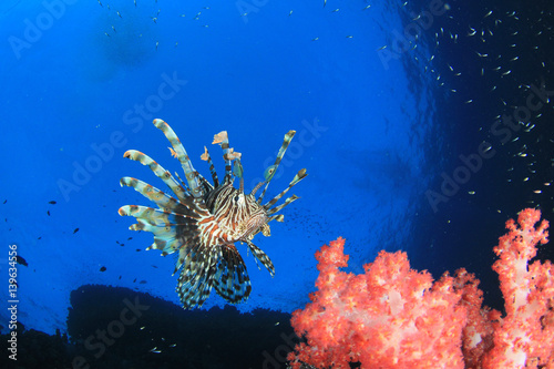 Lionfish fish on coral reef © Richard Carey