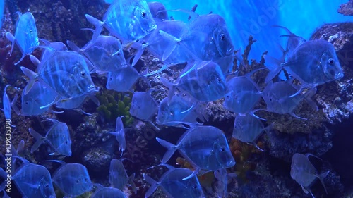 Beautiful fish slowly swimming in the aquarium. Background in 4K. Many fish Selene vomer