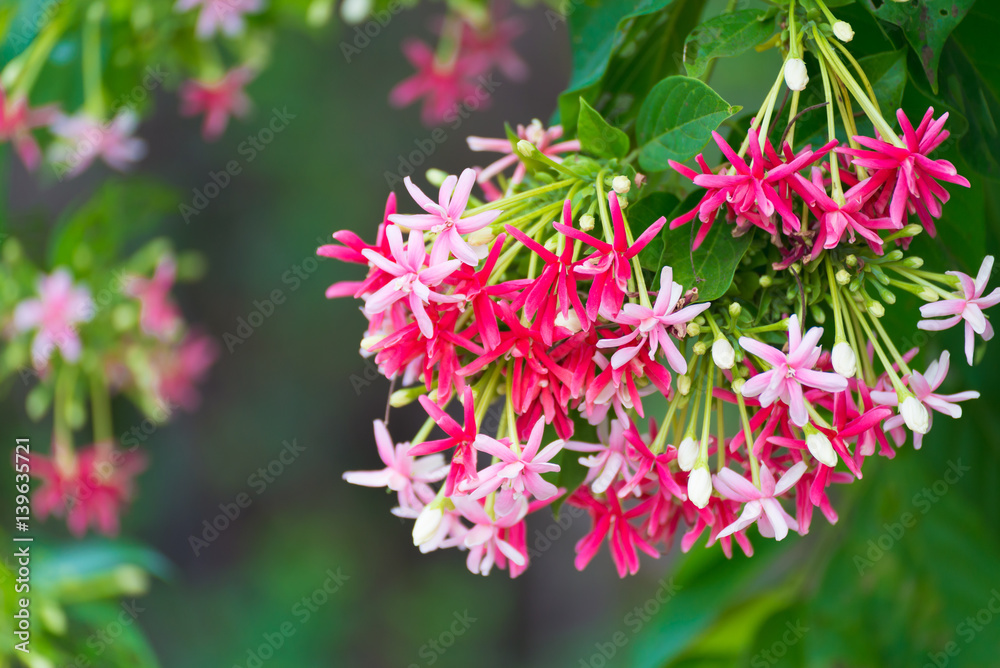 Pink flowers blossom, Quisqualis Indica flower plant , Chinese honeysuckle, Rangoon Creeper or Combretum indicum.