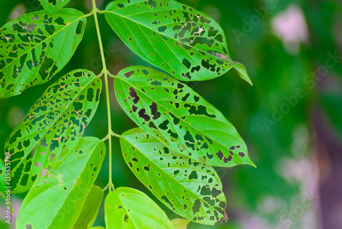 Leaf with holes, eaten by pests, diseased and decayed weeping green leaf lace selective focus photo