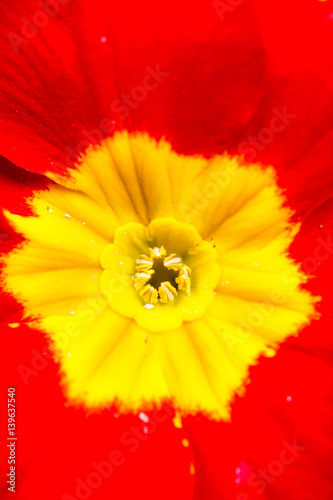 Closeup macro red yellow primrose flowers