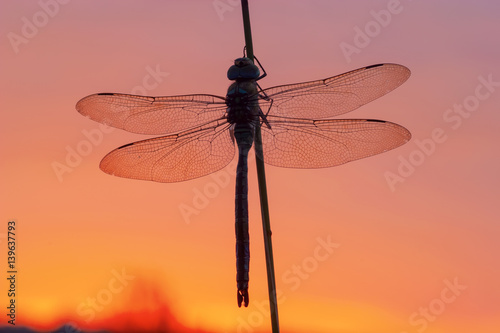emperor dragonfly with red morning sky