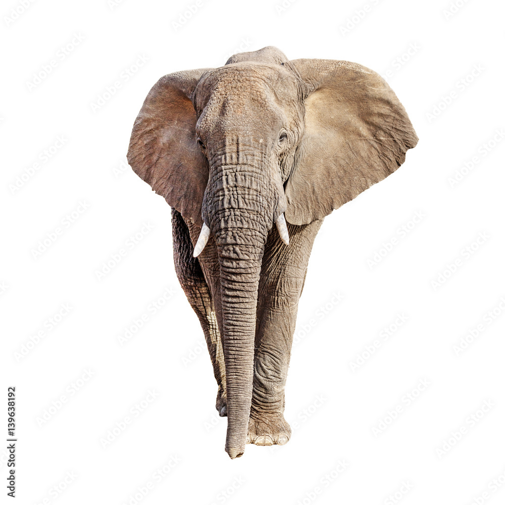 Fototapeta premium African Elephant Front View Isolated